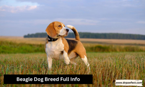 beagle dog breed full info