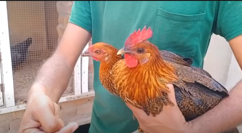 Difference between Golden-misri and desi chicken breed