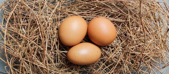 How to Increase Eggs Production-inPoultry