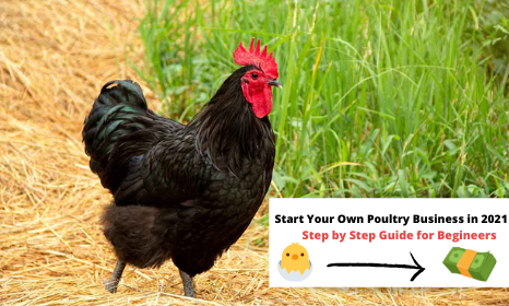 Start Your Own Poultry Business in 2021