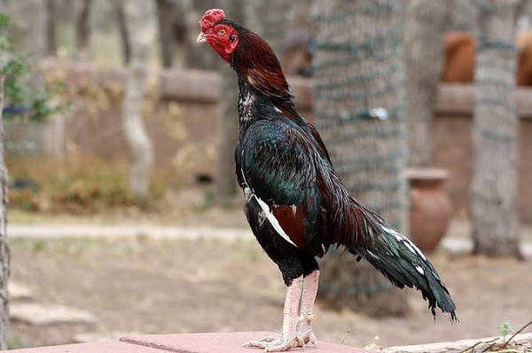 Aseel Chicken Breed Picture