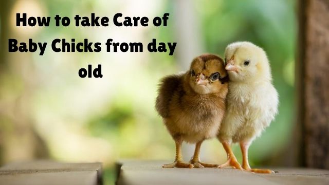 Care of Baby Chicks