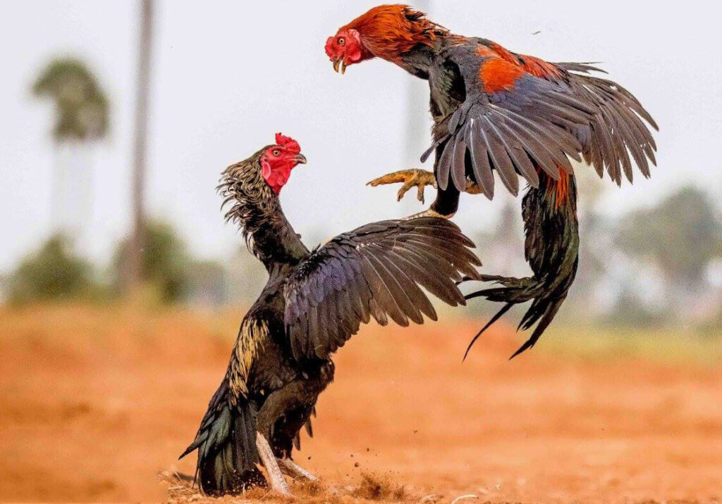 sindhi aseel birds fighting with each others
