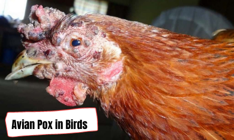 Avian Pox in Birds