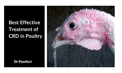 Best Effective Treatment of CRD in Poultry