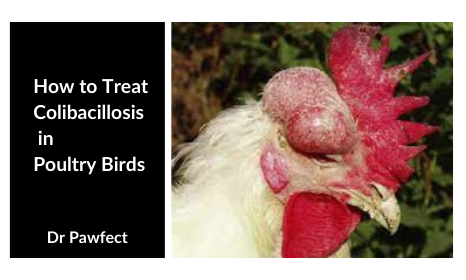 How to Treat Colibacillosis in Poultry Birds
