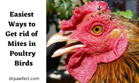 Easiest Ways to Get rid of Mites in Poultry Birds