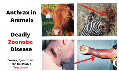 Anthrax in Animals