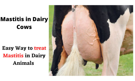 Mastitis in Dairy Cows