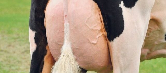 udder of cow with subclinical mastitis