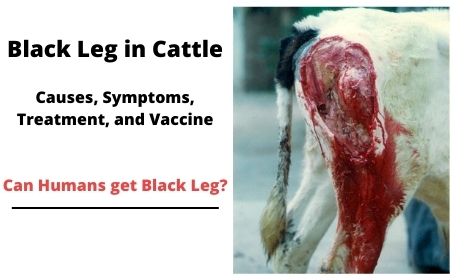Black Leg in Cattle