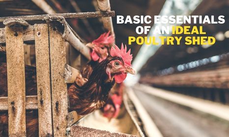 basic essentials of an ideal poultry shed