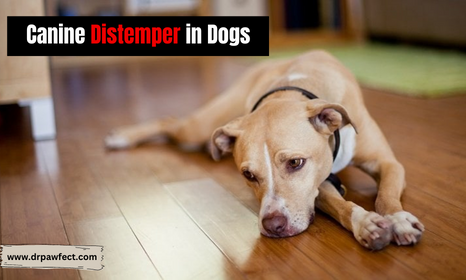 canine distemper in dogs