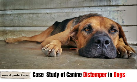 case study of canine distemper in dogs