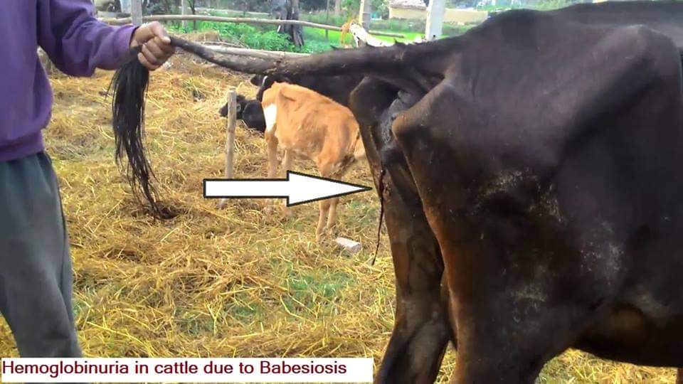 haemoglobinuria in babesiosis in cattle