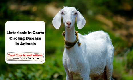 White goat without horns suffering with listeriosis, circling disease