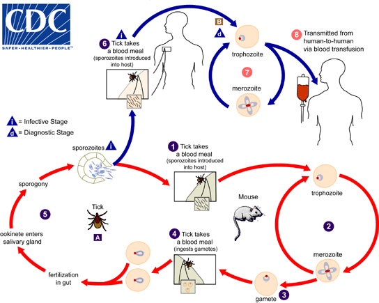 transmission of babesiosis in animals