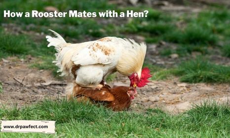 rooster is mating with a hen