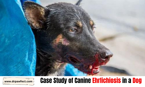 Case Study of Canine Ehrlichiosis in a Dog