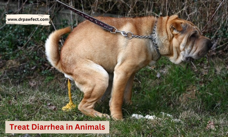 diarrhea in animals