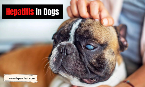 Infectious Canine Hepatitis | Hepatitis in Dogs - Vet Dr. Muneeb