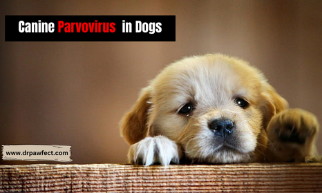 Puppy with canine parvovirus
