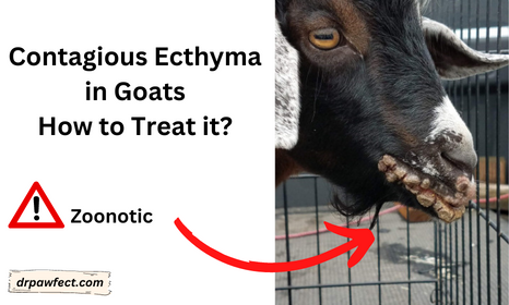 contagious ecthyma in goats
