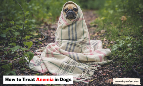 dog having anemia