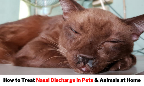 cat with nasal discharge