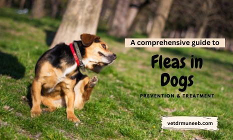 Fleas in dogs: Prevention and treatment