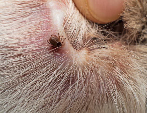 the tick on the skin of a dog