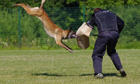rabid dog attacking a man