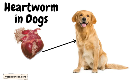 heartworm in dog