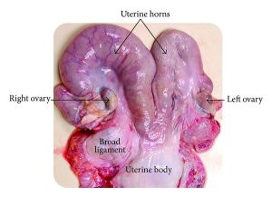 animal reproductive anatomy parts