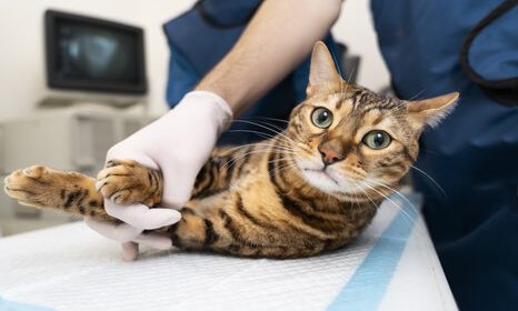 veterinary doctor giving antidote of ibuprofen toxicity in a cat