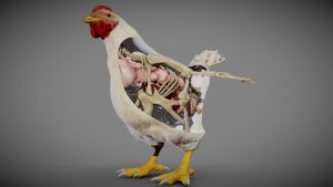 quiz on chicken anatomy