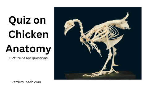 chicken anatomy picture