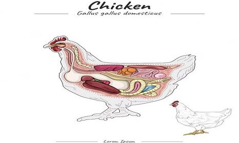 chicken physiology and anatomy
