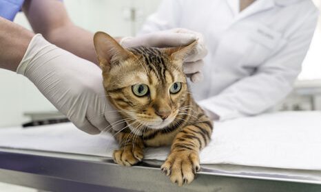 cat getting vaccination