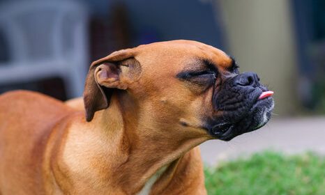 brown boxer dog with kennel cough