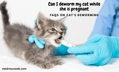vet is deworming a cat
