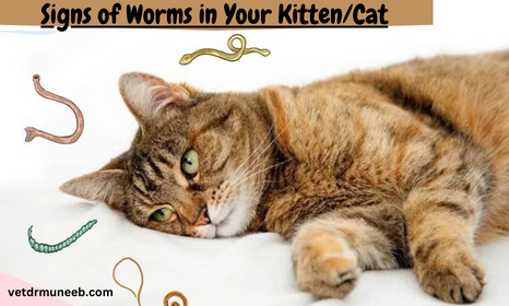 signs of worms in kittens and cats