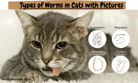 types of worms in cats