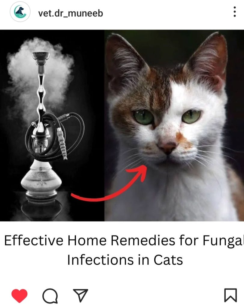 fungal infections in cats