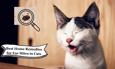 best home cures for ear mites in cats