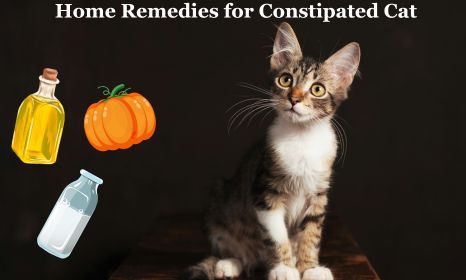 home remedies for constipated cat