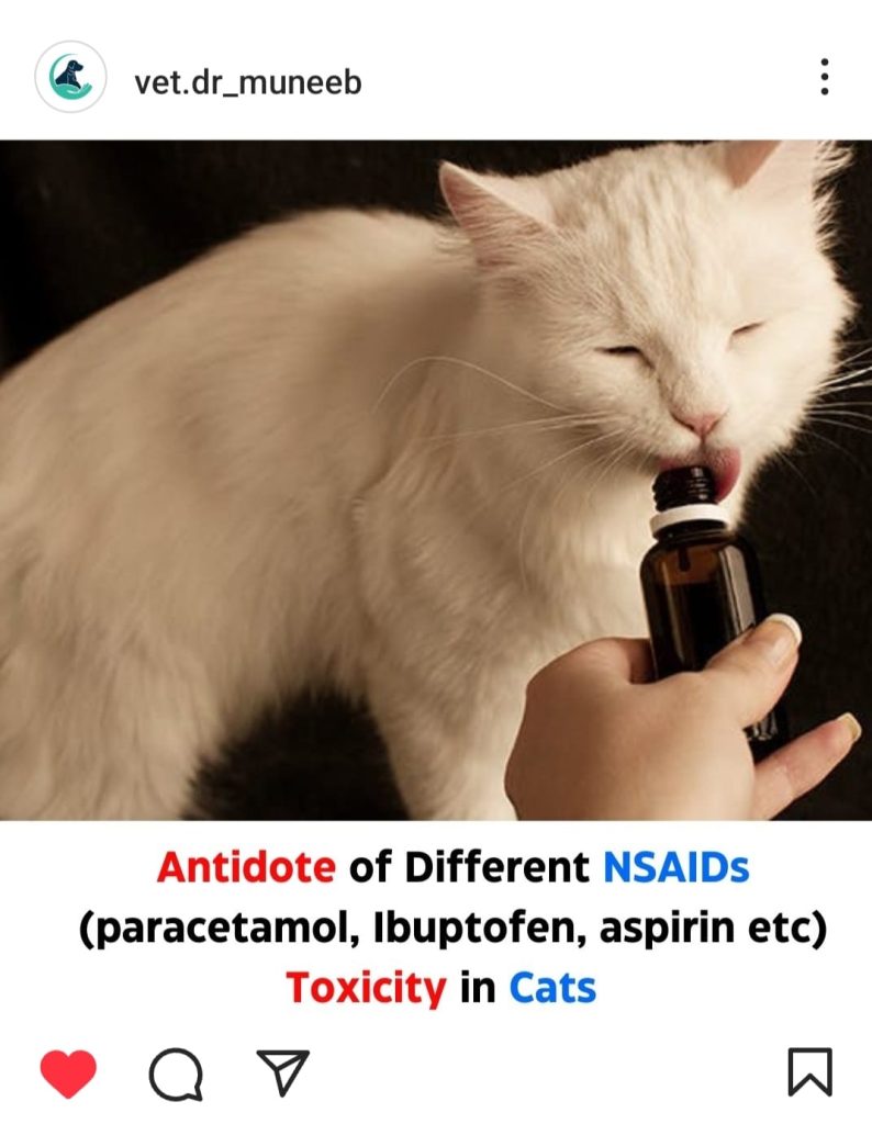 toxicity in cats