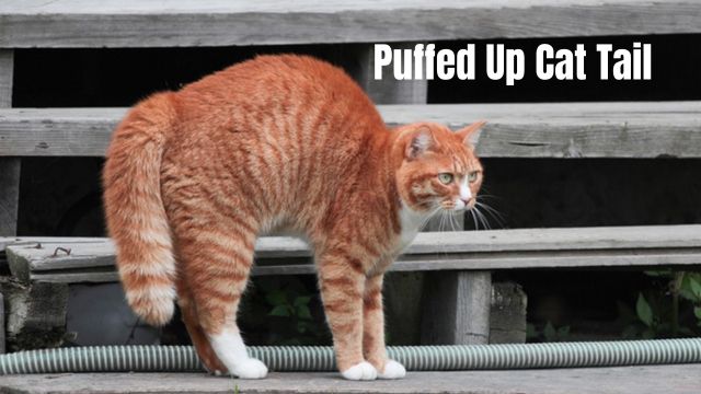 puffed up tail in cat
