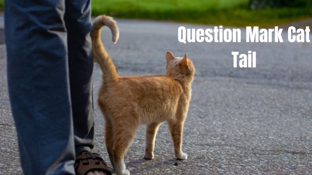 question mark tail in cat