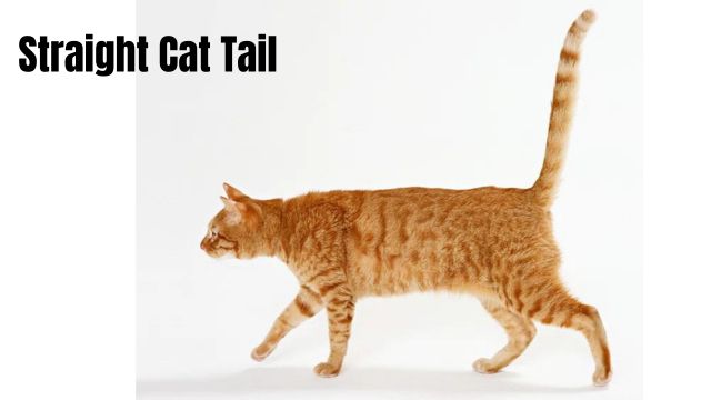 cat having straight tail